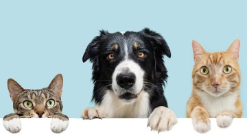 Pet Insurance – See Protection for Your Friend Prices